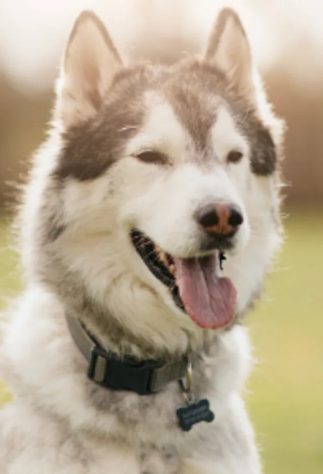 Gray and white husky with tongue out